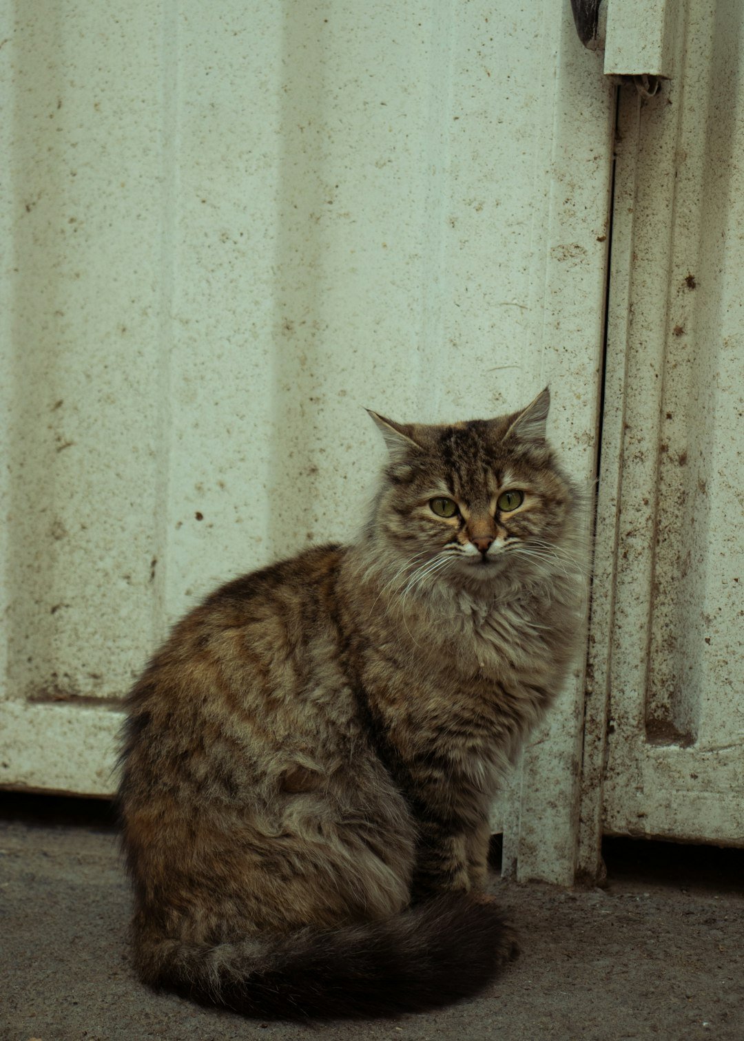 a cat sitting on the ground next to a door