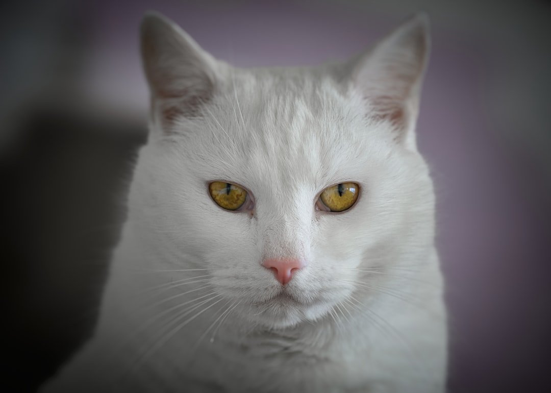 A close up of a white cat with yellow eyes
