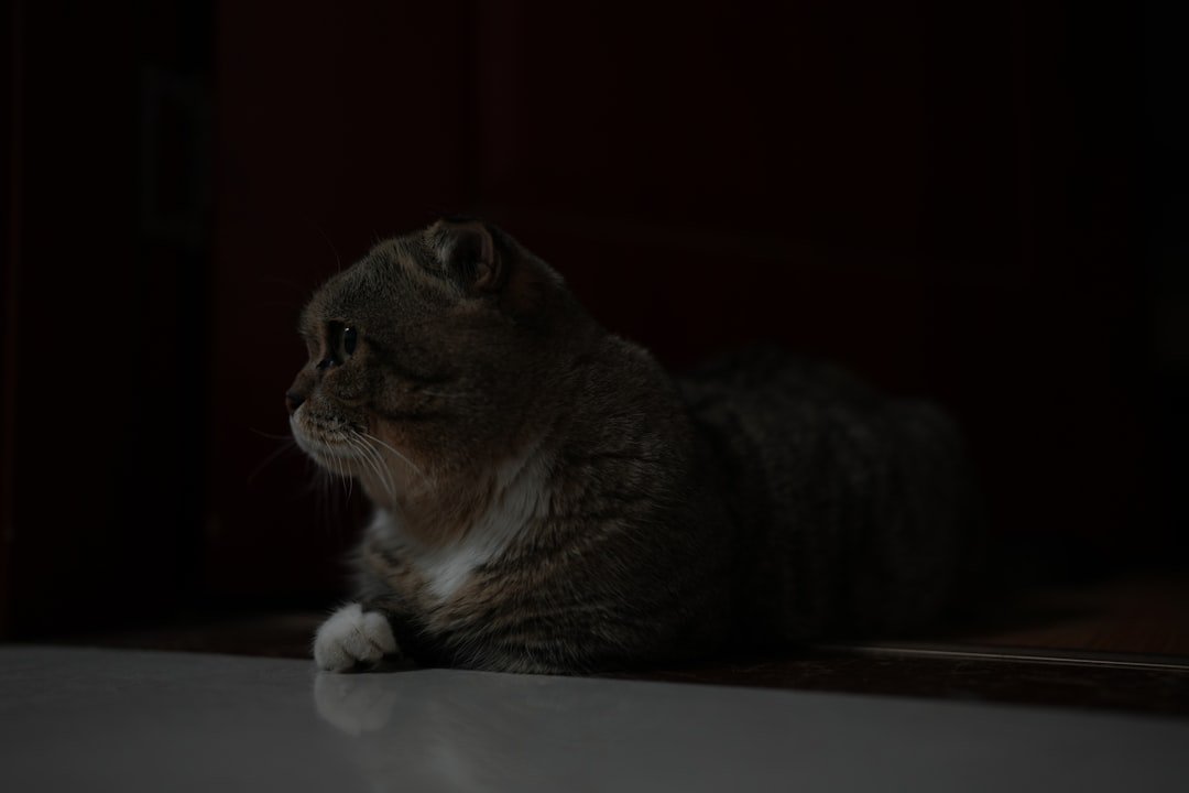 a cat sitting on the floor in the dark