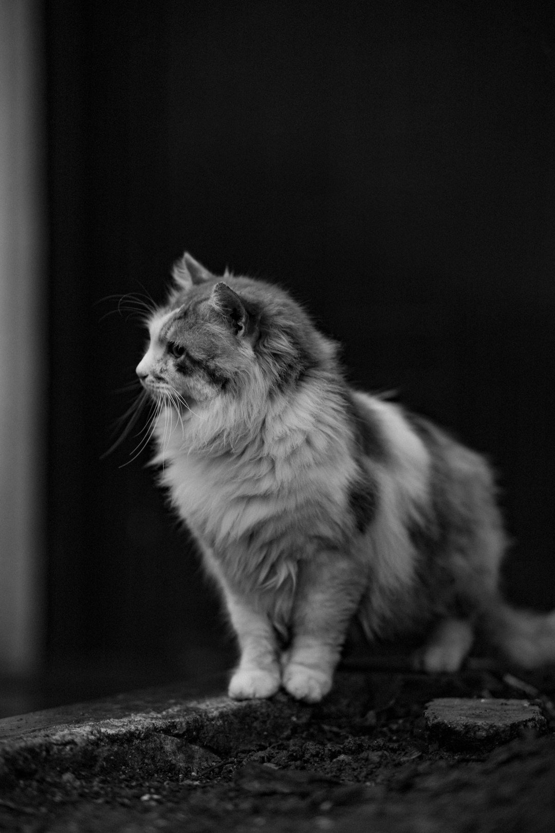A cat sitting on the ground looking away from the camera