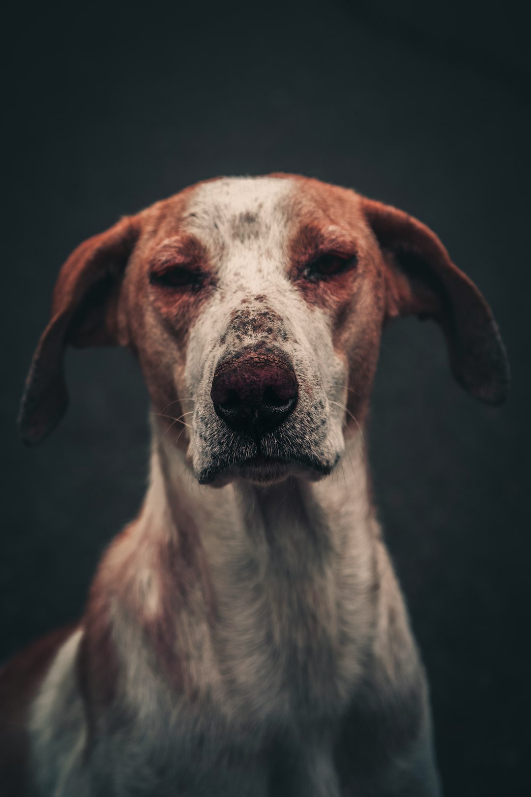 a dog looking at the camera