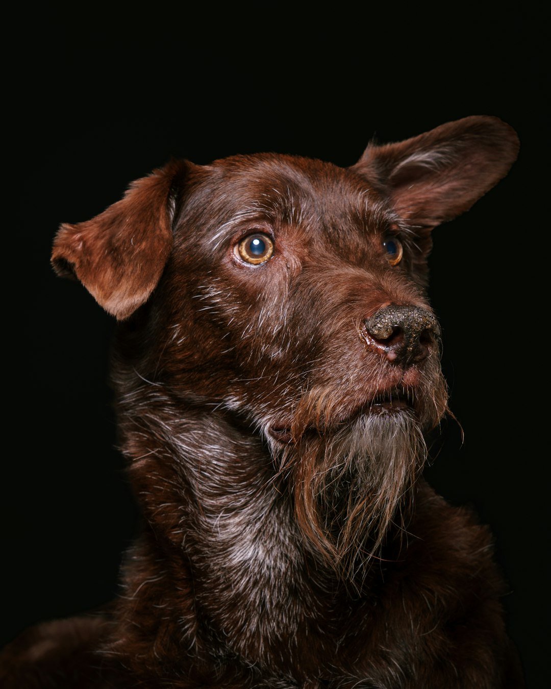 A brown dog with floppy ears and a beard