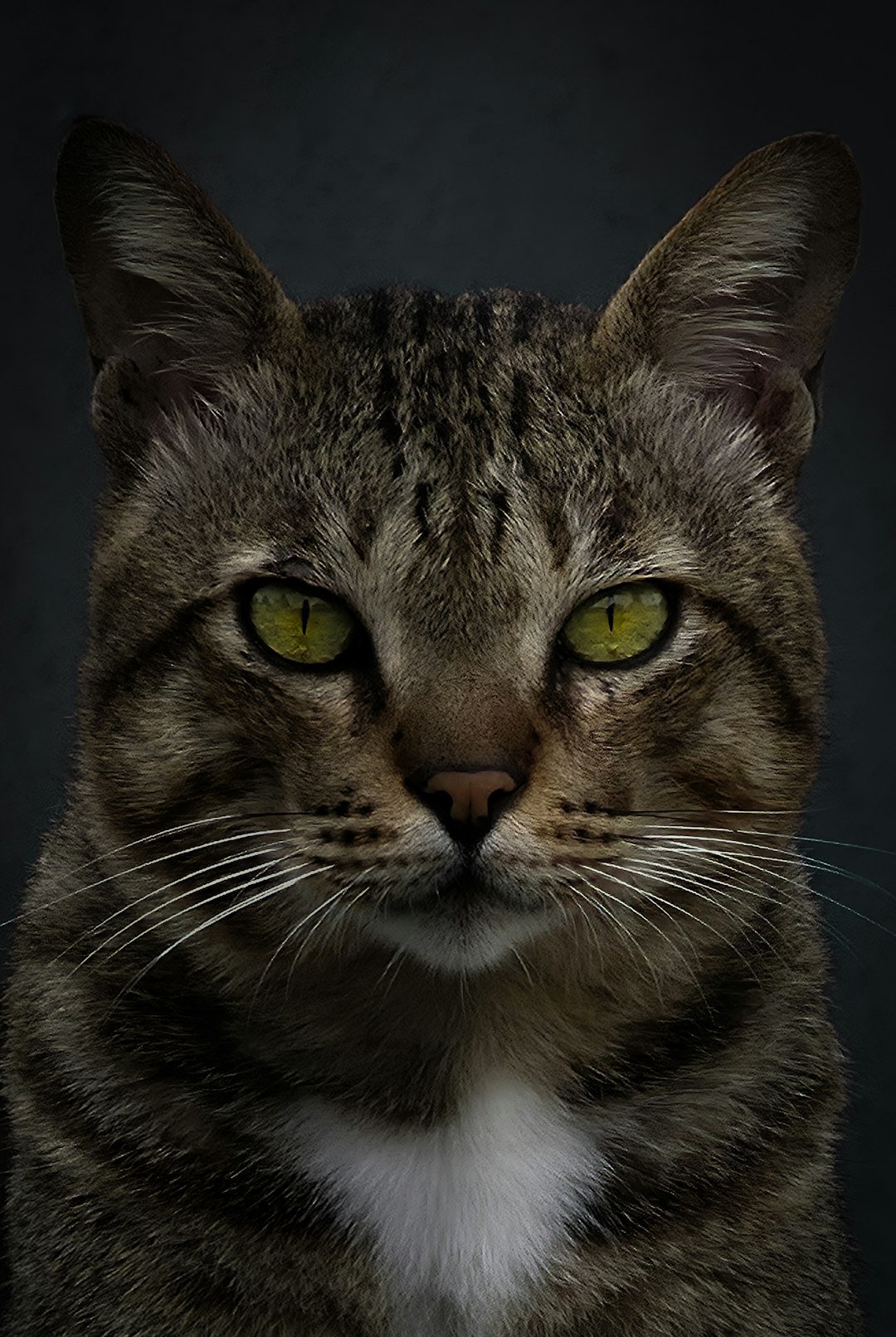 A tabby cat with striking green eyes stares forward.