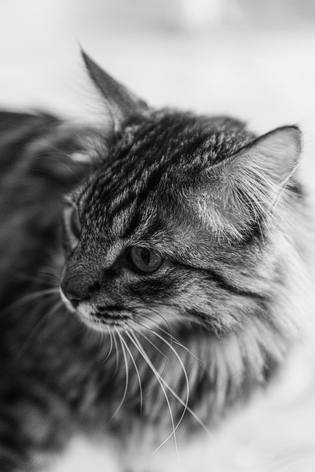 a black and white photo of a cat