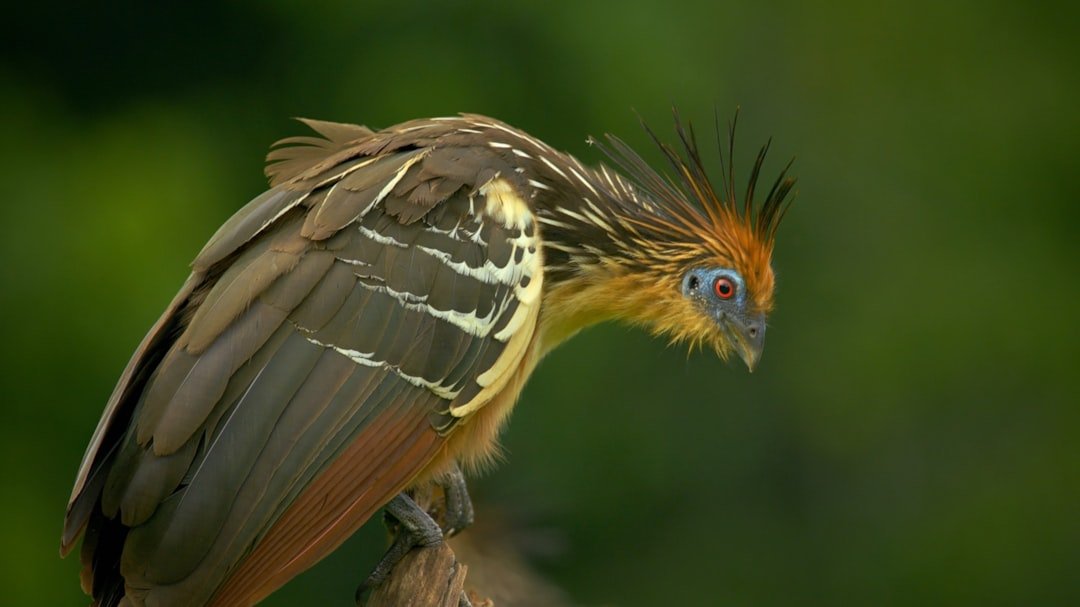 a close up of a bird on a branch