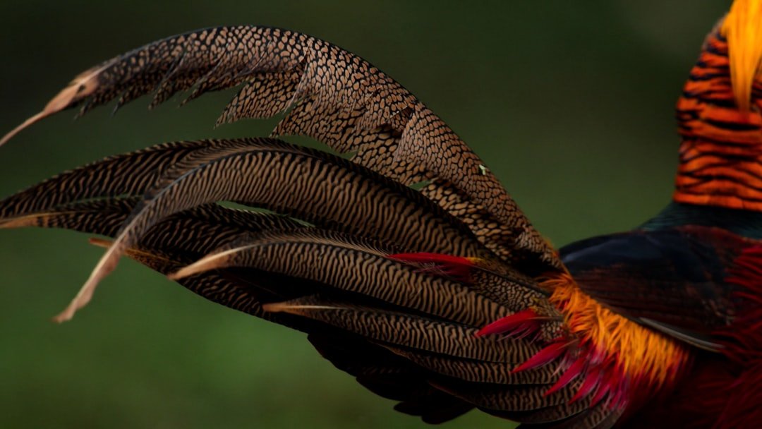 a close up of a colorful bird with feathers