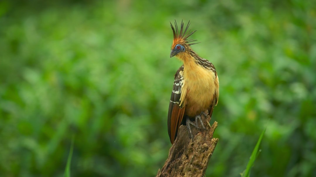 a colorful bird sitting on top of a tree branch