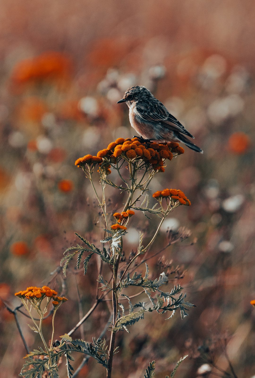 A bird sitting on top of a flower in a field