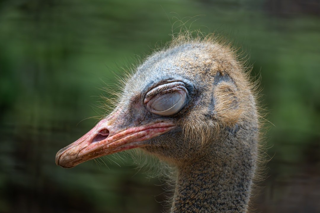 An ostrich is standing in front of a blurry background