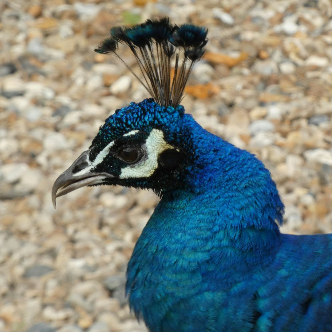 a blue and white bird