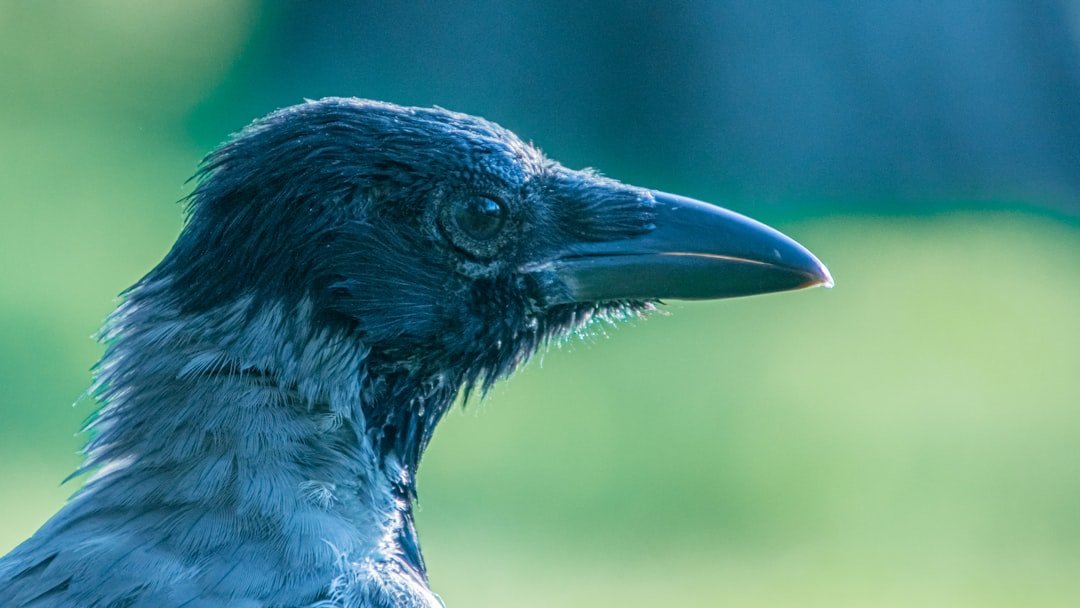blue and black bird in close up photography