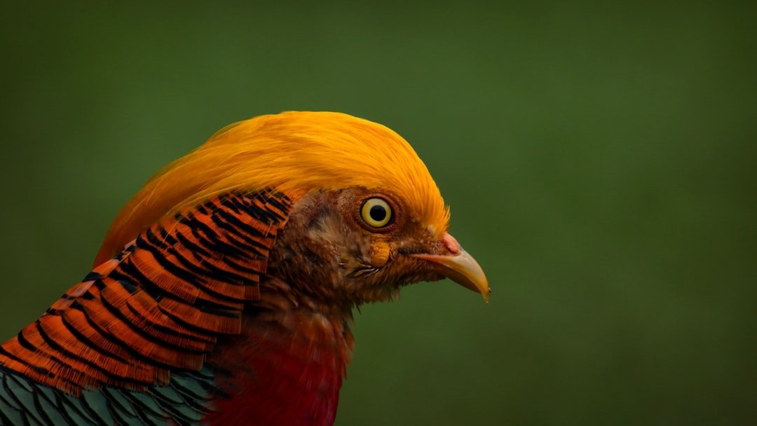 a close up of a bird with a green background