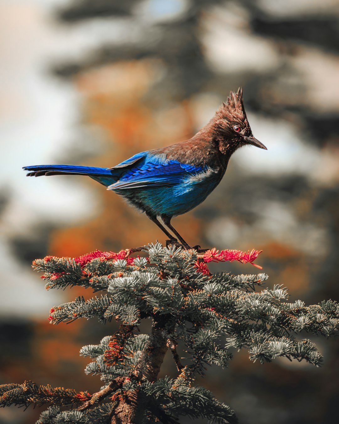 A beautiful bird perches on a pine branch.