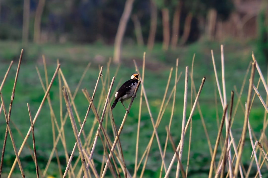 a bird perched on top of a dry grass field