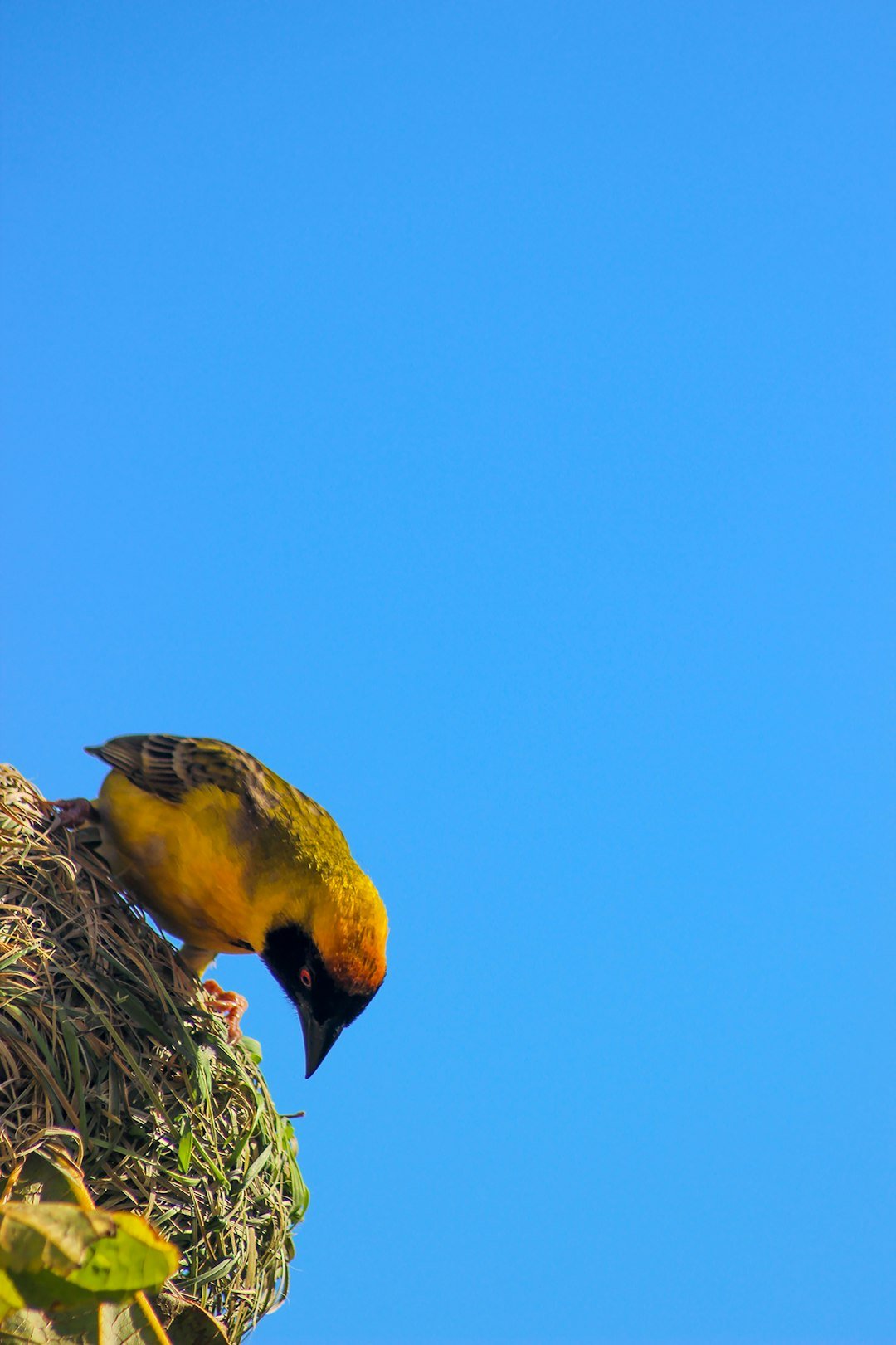 a yellow and black bird sitting on top of a nest