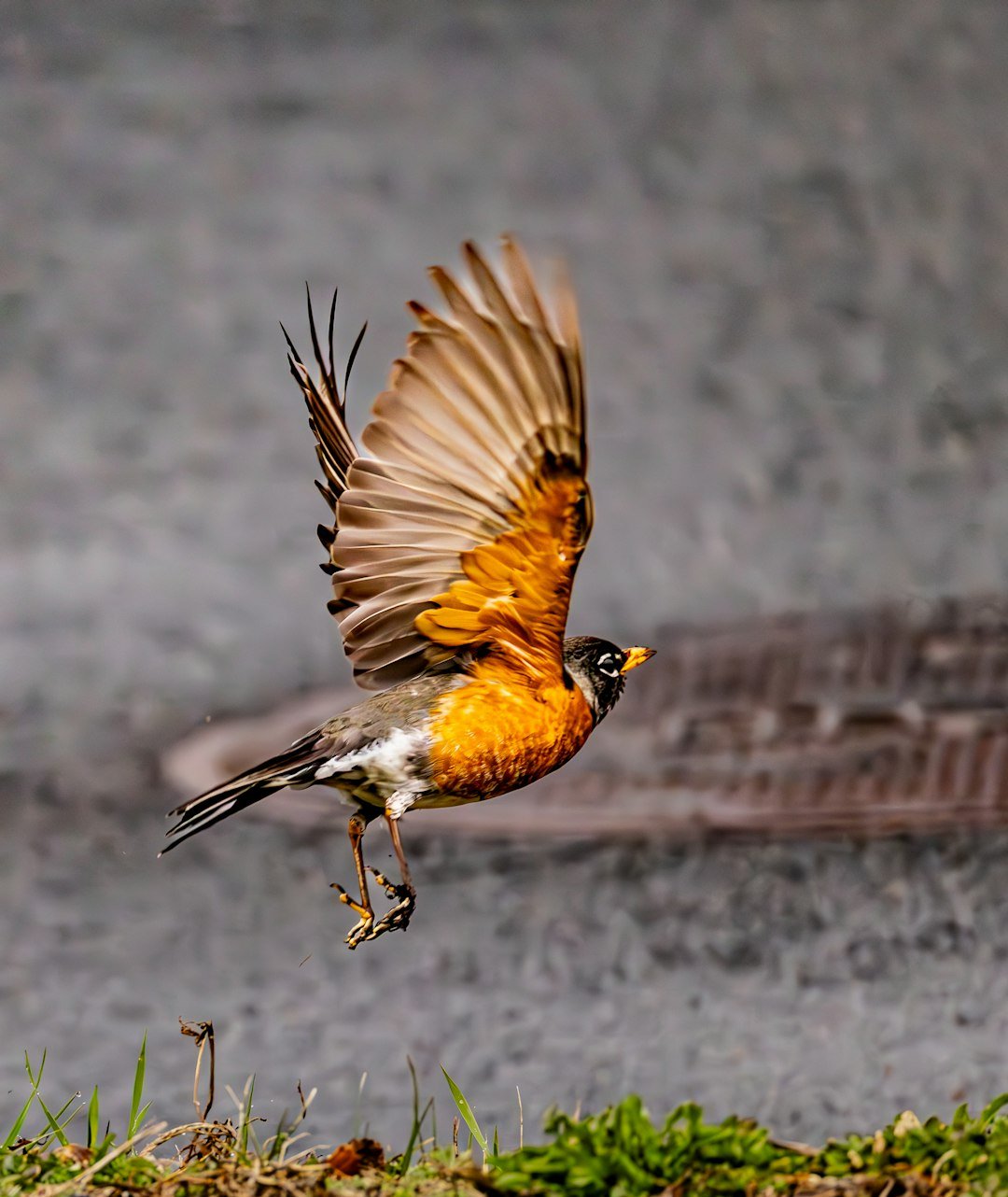 A robin flies with its wings spread wide.