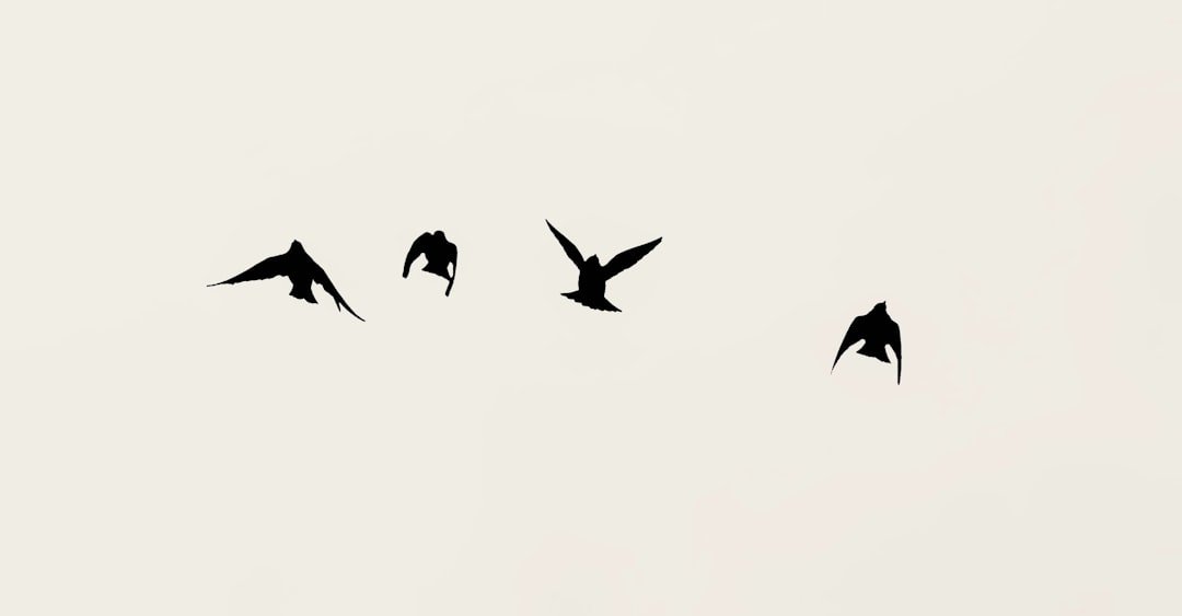 Four birds flying in a clear sky