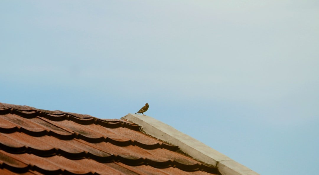 a small bird sitting on top of a roof