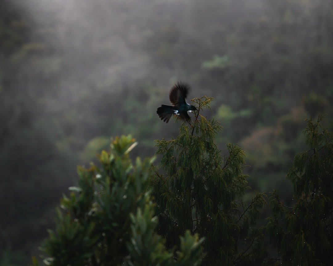 wildlife photography of bird during daytime