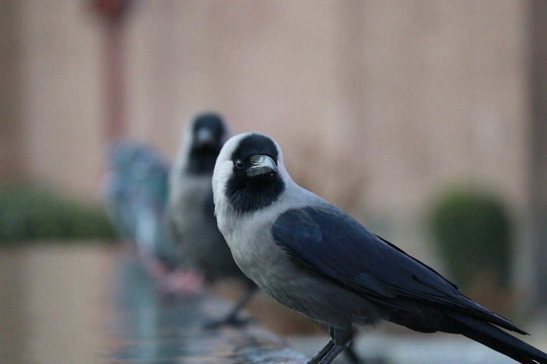 A couple of birds that are sitting on a ledge