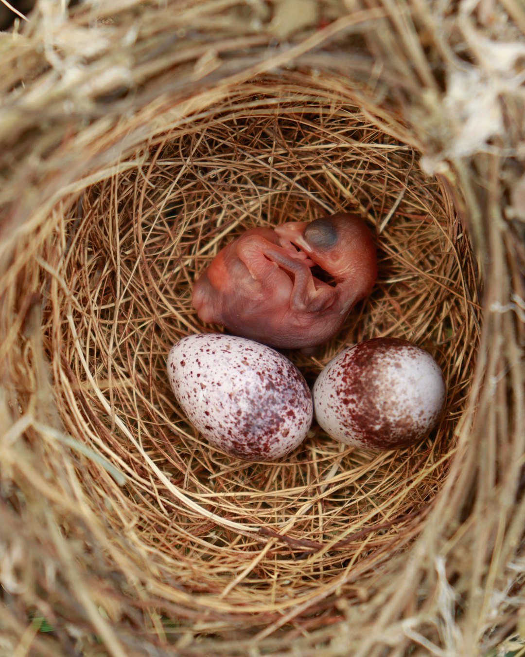 a bird nest with two eggs in it