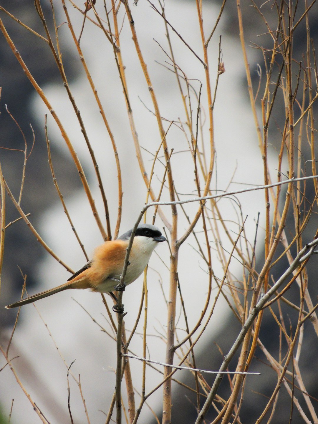 a small bird perched on a tree branch