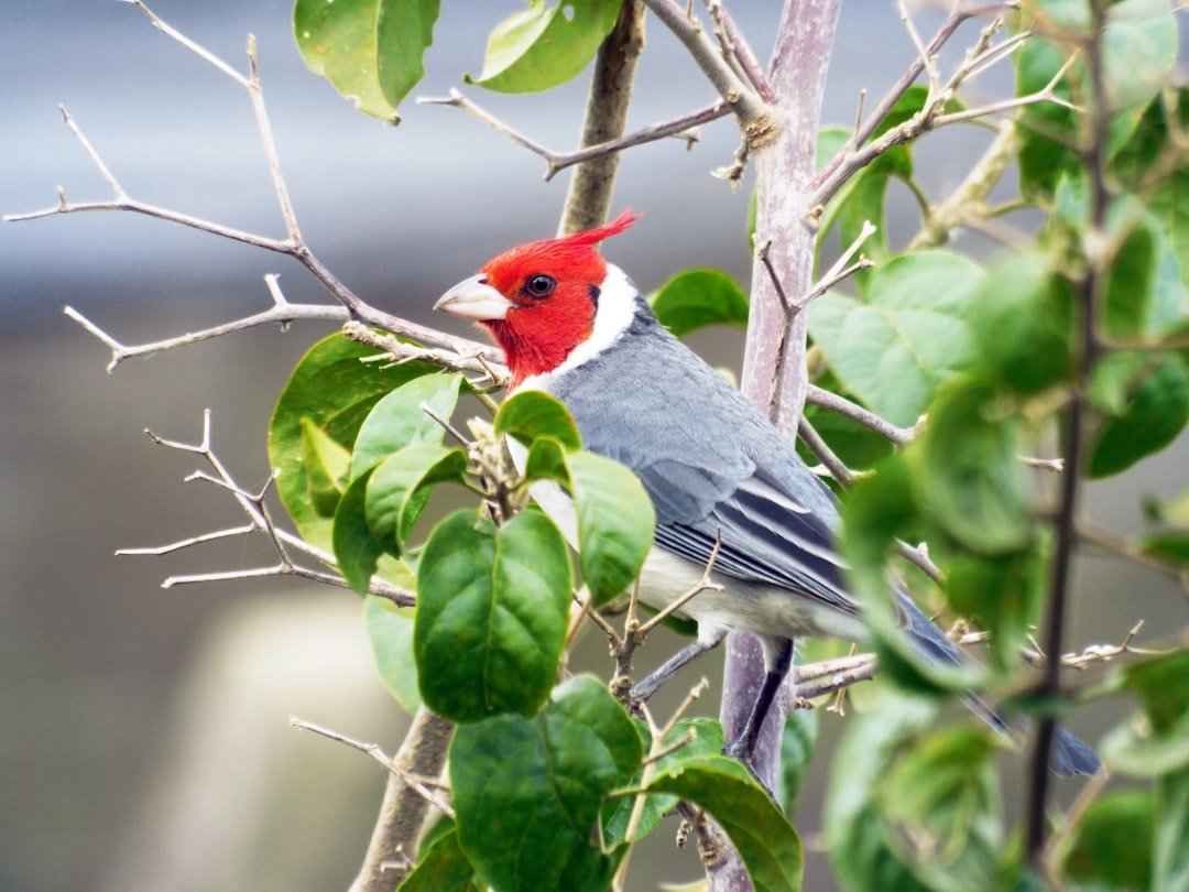 gray red and white bird on green plant