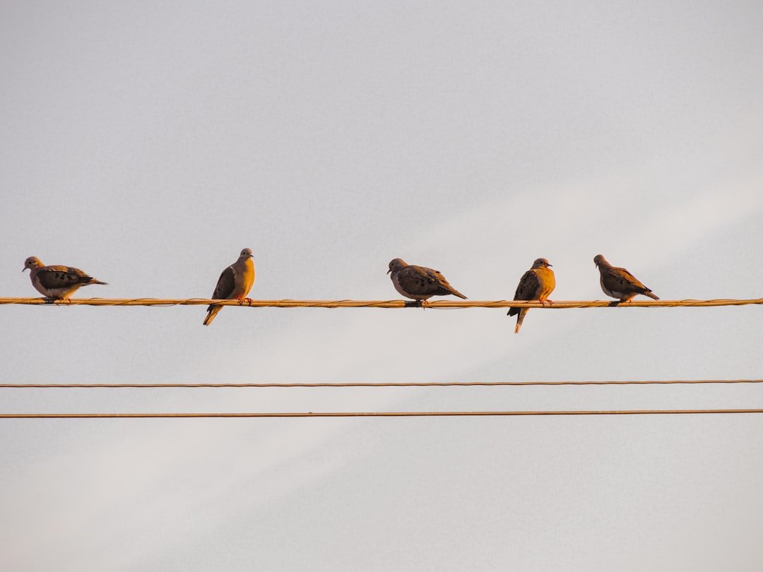 three birds on wire during daytime