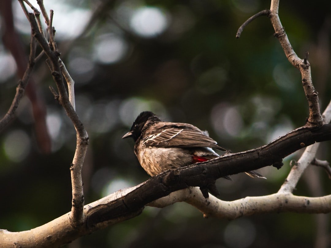 a bird sitting on a branch of a tree