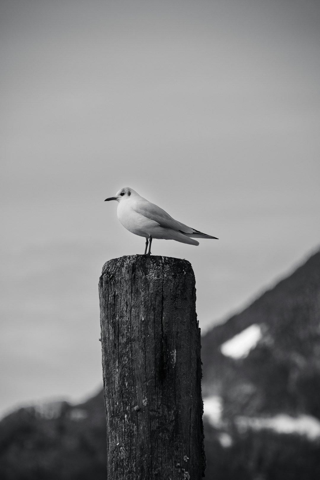 A black and white photo of a bird on a post