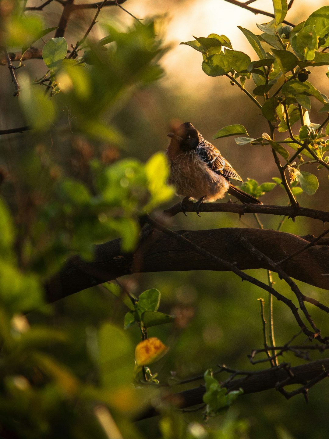 a small bird perched on a branch of a tree