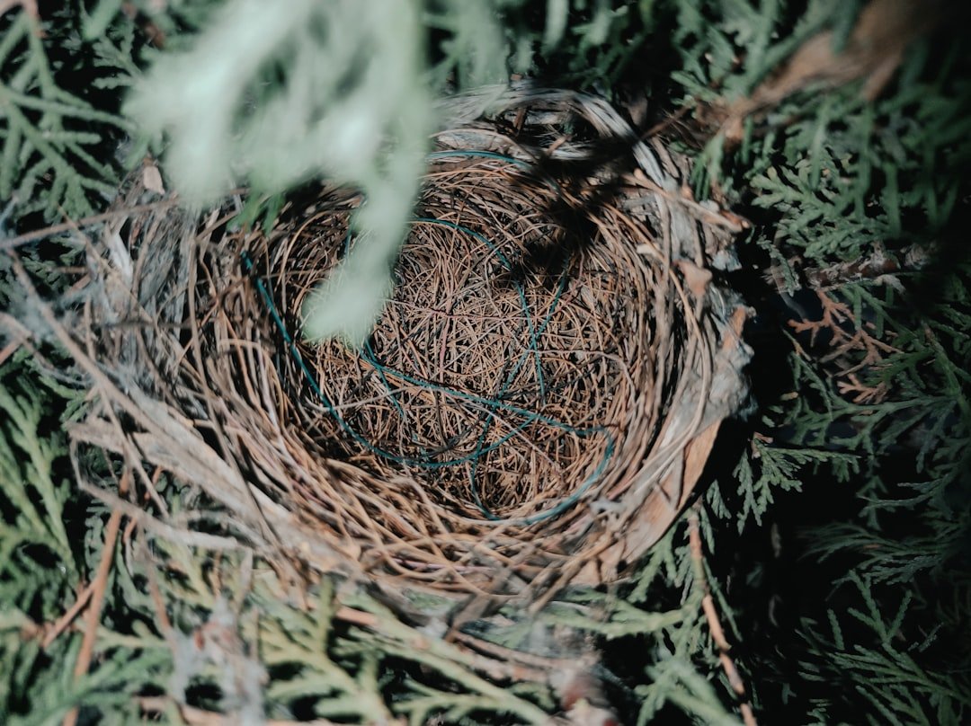 a bird's nest in the branches of a tree