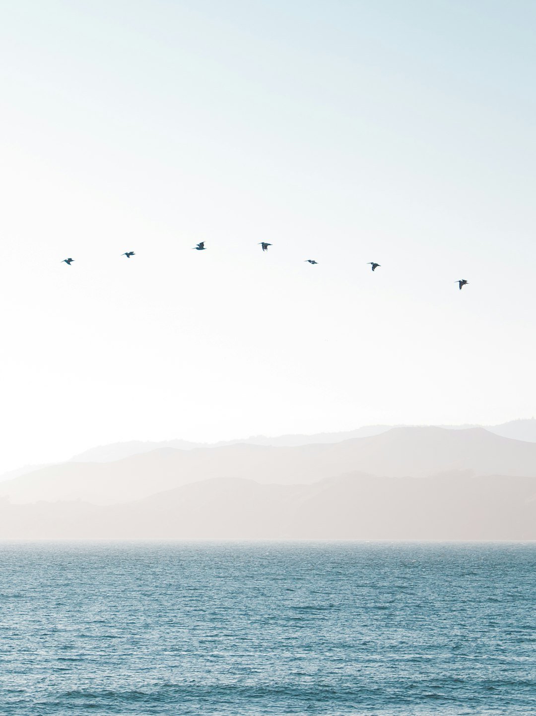 bird flying above water under white sky during daytime photo