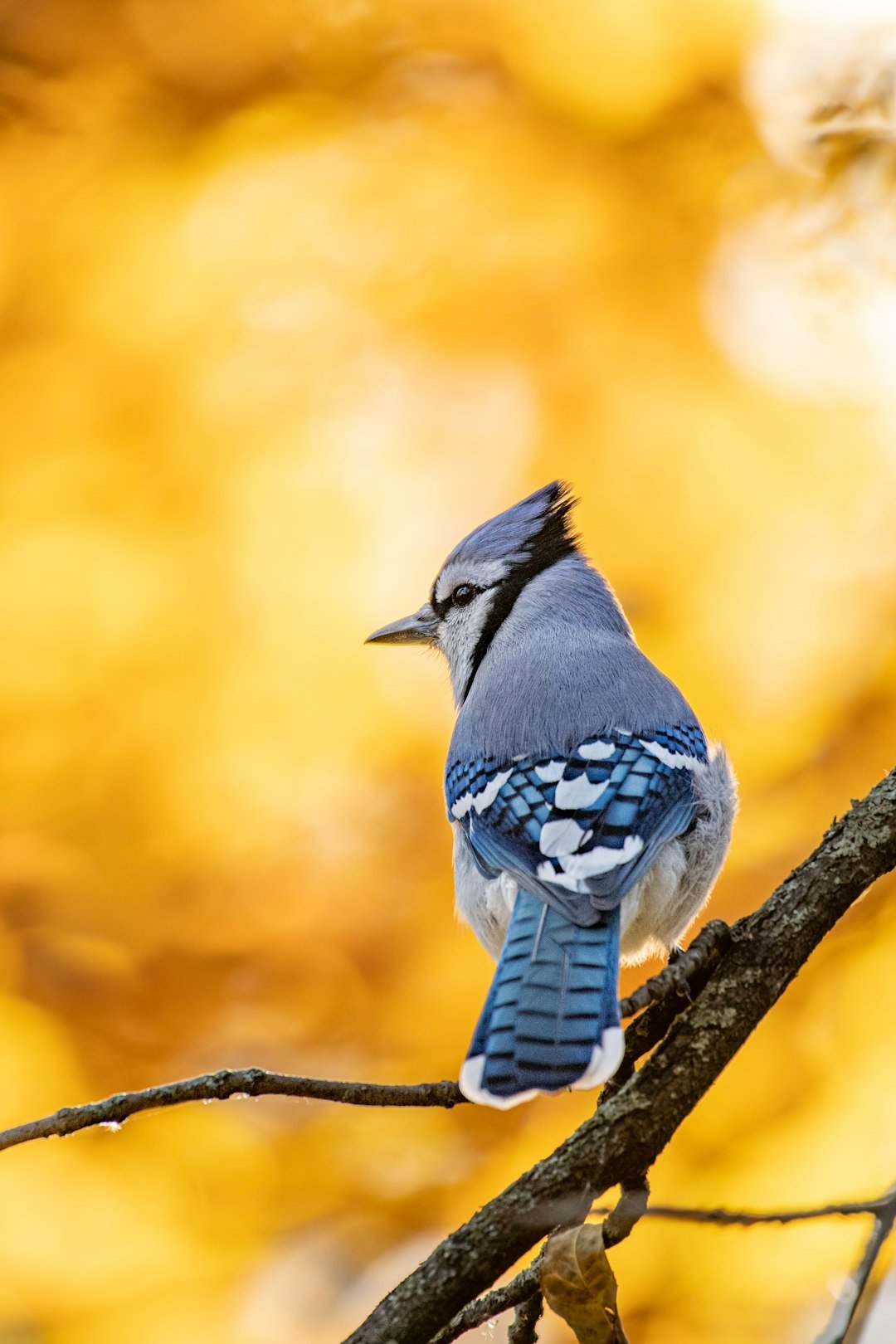 a small blue bird perched on a tree branch