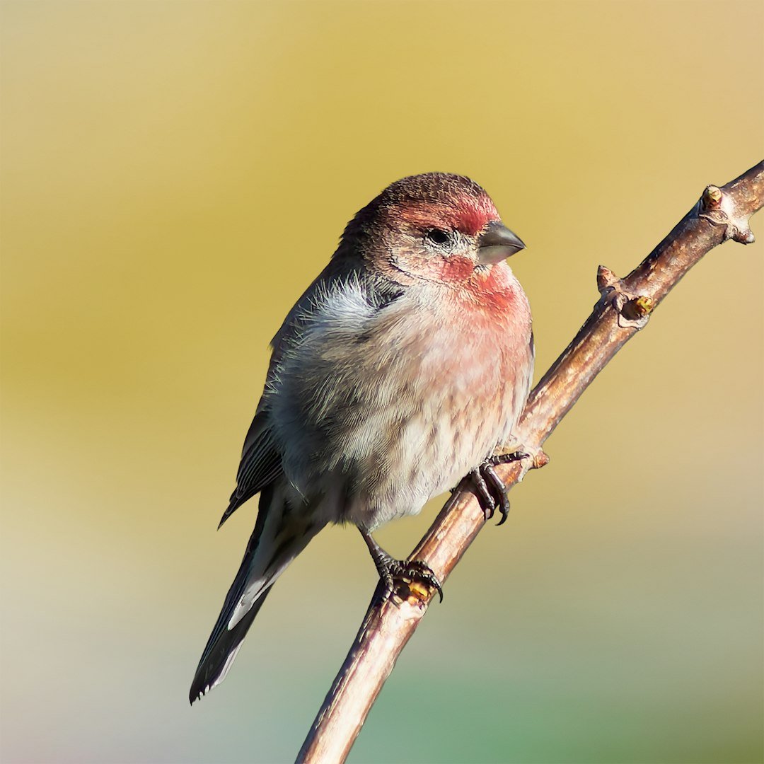A small bird sitting on top of a tree branch