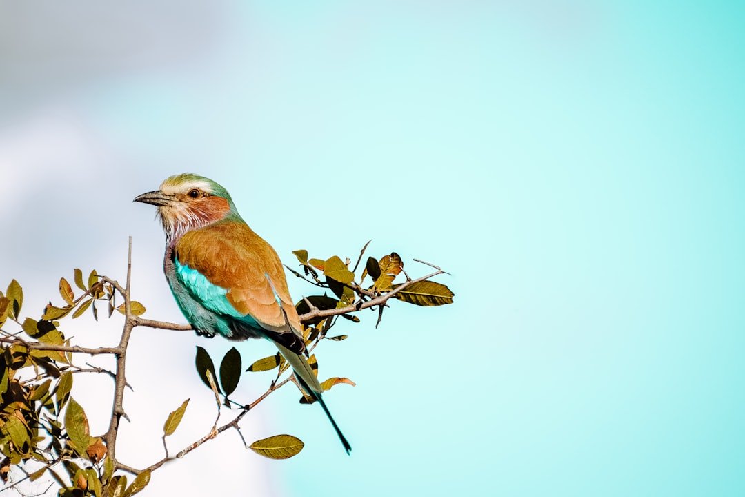 A bird sitting on top of a tree branch
