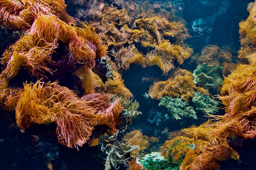 an underwater view of a coral reef with seaweed