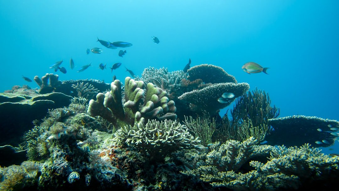 a group of fish swimming over a coral reef