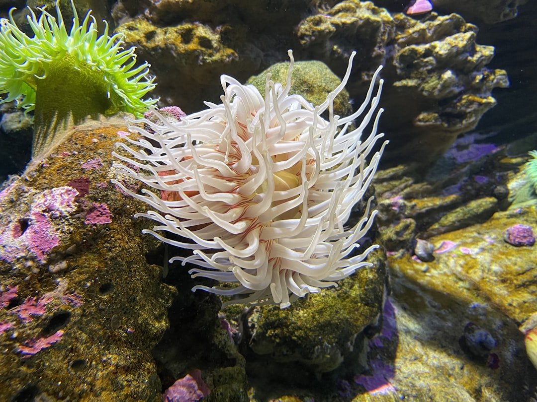 a white sea anemone in an aquarium