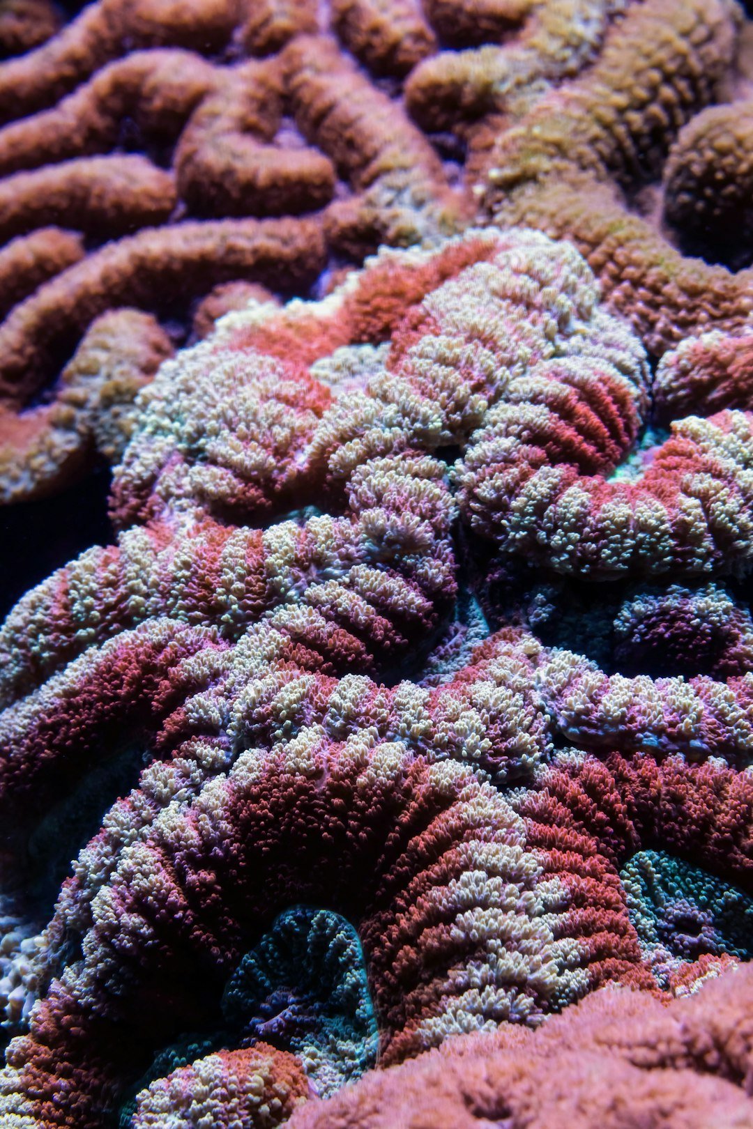 Detailed close-up shot of colorful coral.