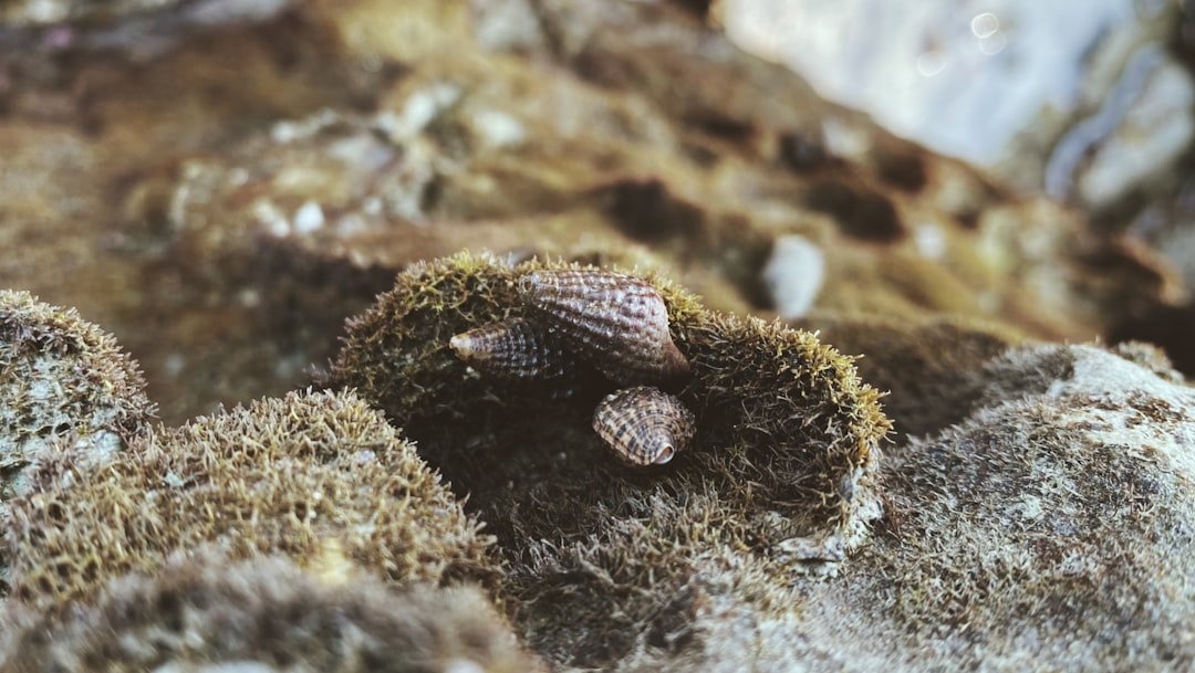 a close up of moss growing on rocks