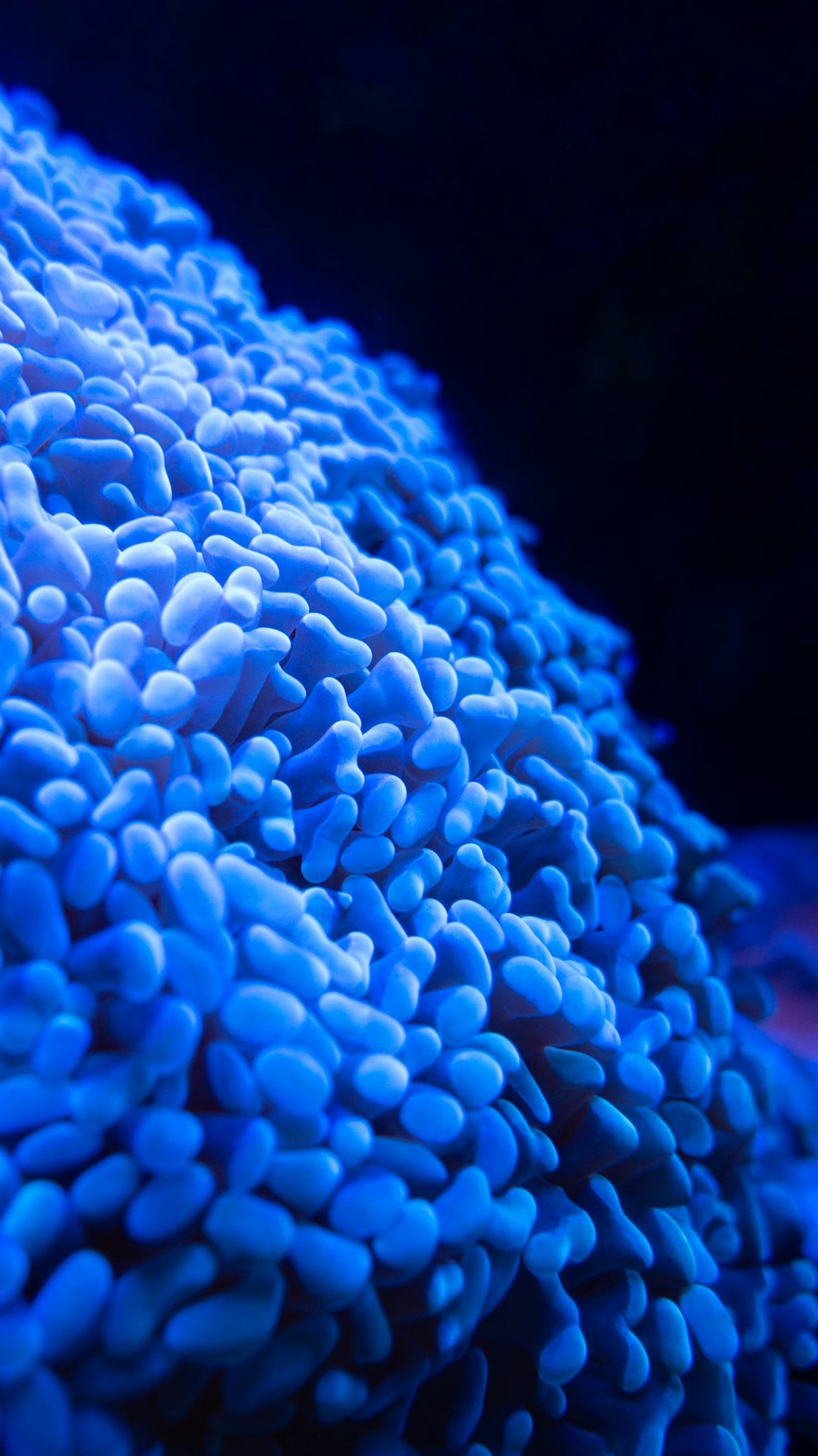 a close up view of a blue coral