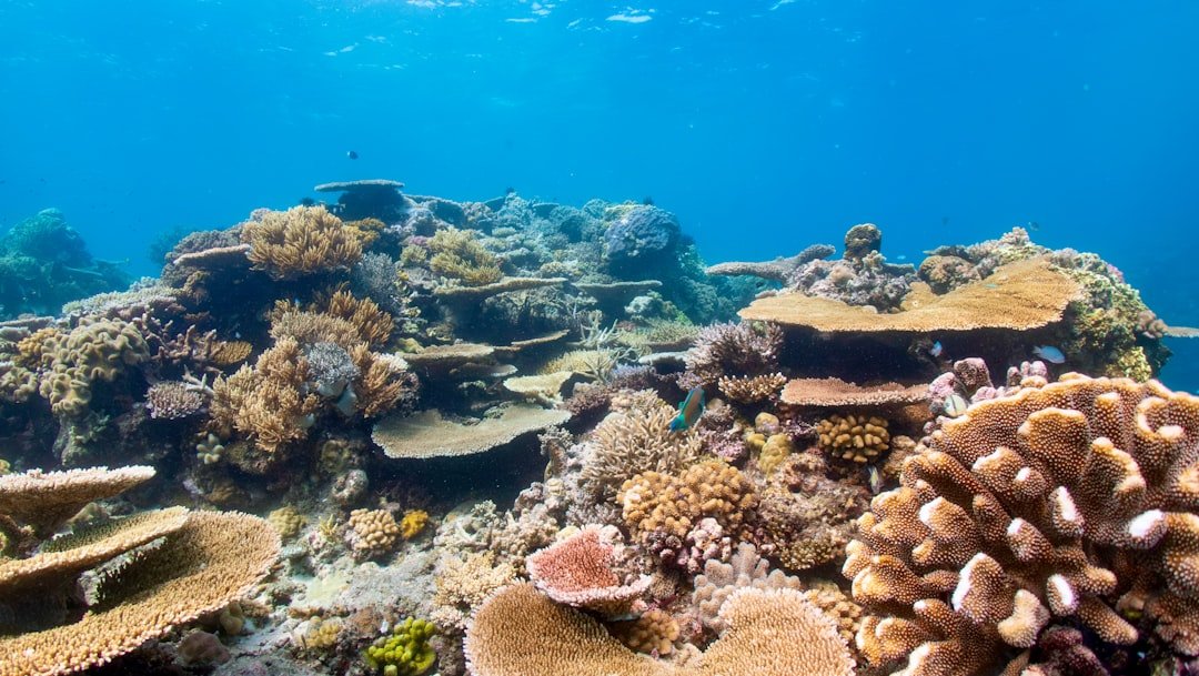 Beautiful, colorful coral reef flourishes underwater.