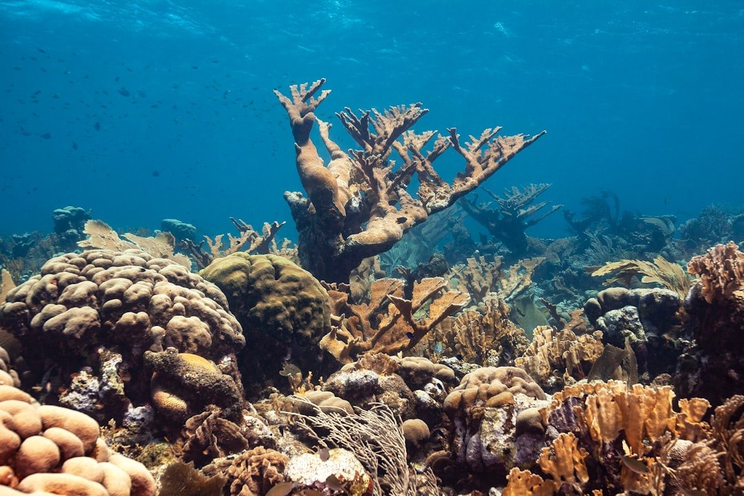 an underwater view of a coral reef with lots of corals