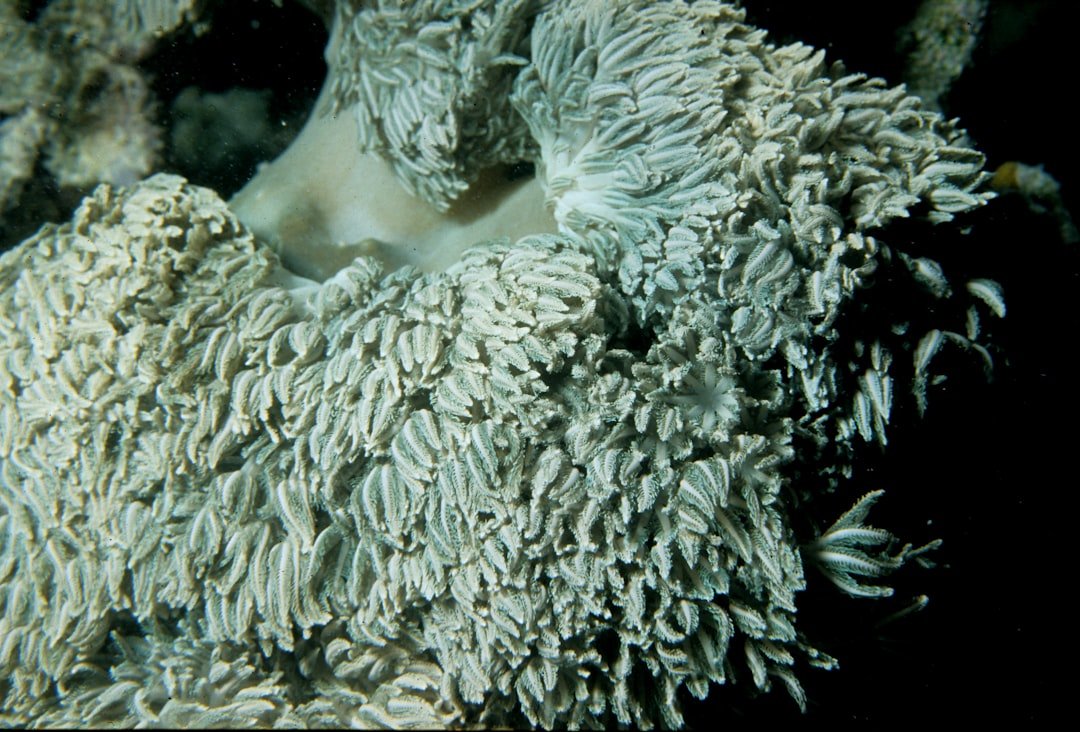 a close up of a sea anemone on a black background