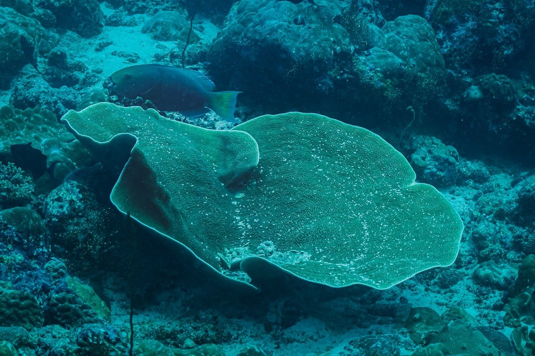 a couple of fish that are swimming in some water