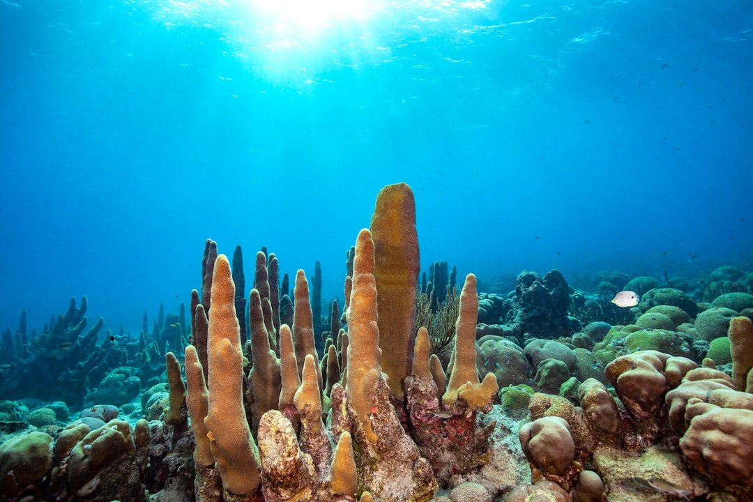 an underwater view of a coral reef with a fish