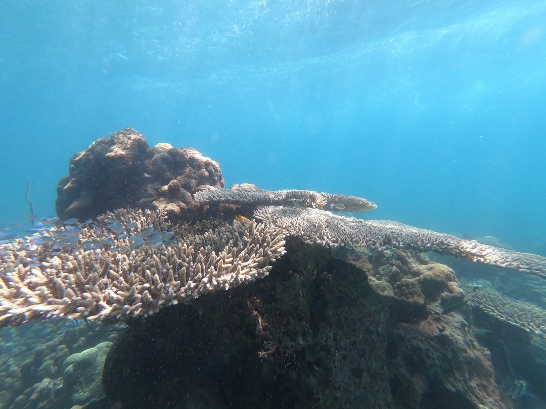 a sea turtle swims over a coral reef