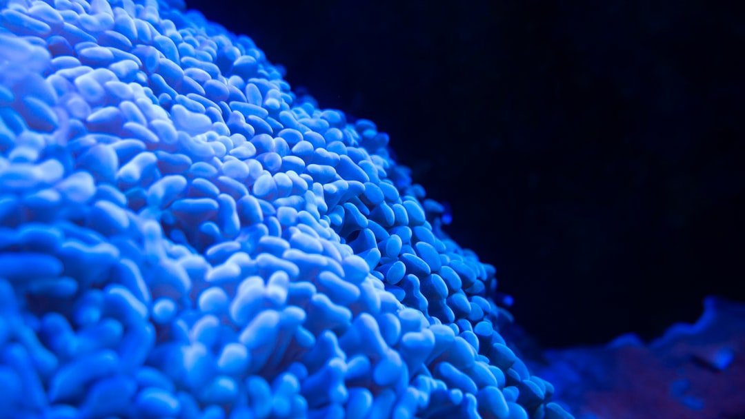 a close up view of a blue coral