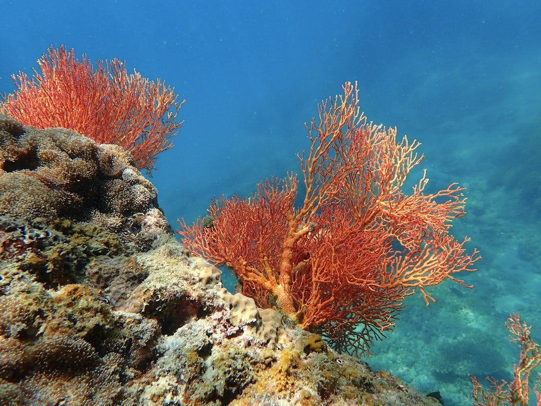 a couple of red sea fans sitting on top of a coral